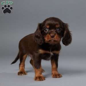 Oscar, Cavalier King Charles Spaniel Puppy